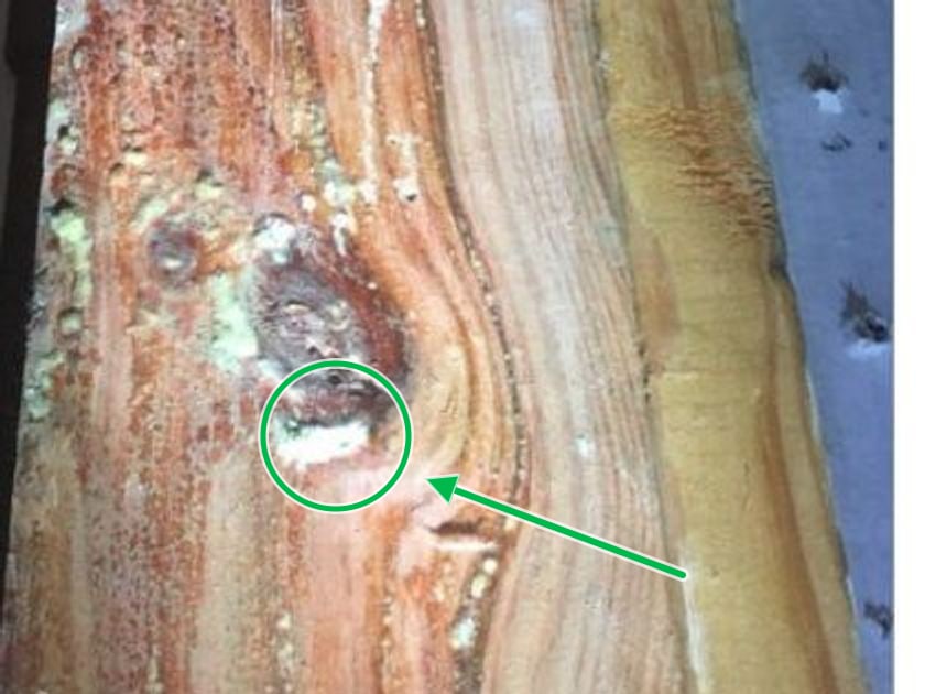 Suspect mold growth on framing lumber, marked at the area that was sampled