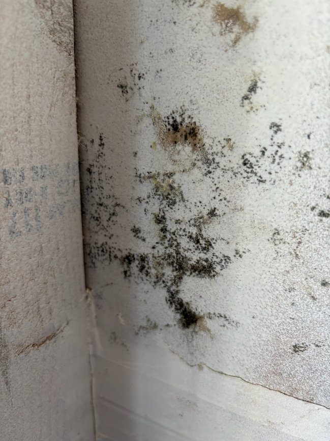 Suspected mold staining on an interior wall before ESG testing