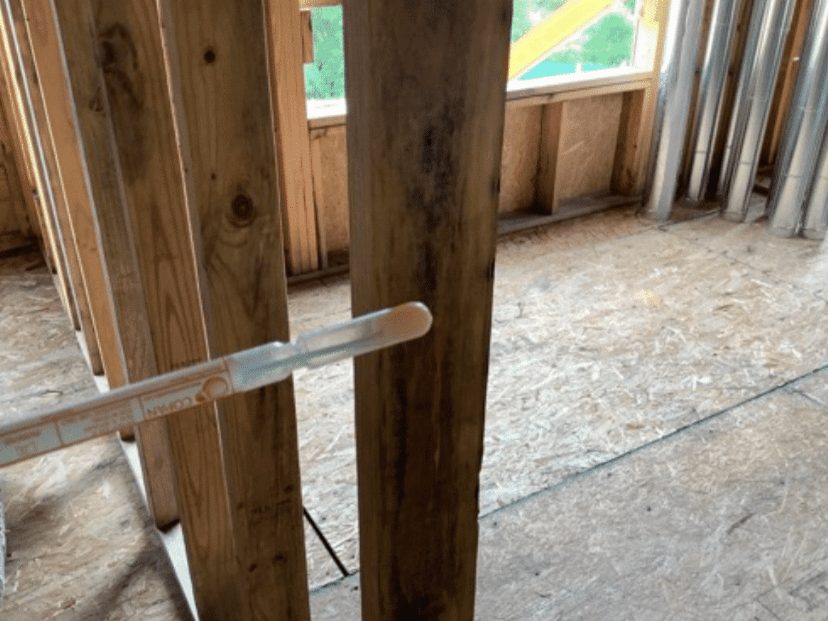 Fungal staining on wet wood framing in an untested new build