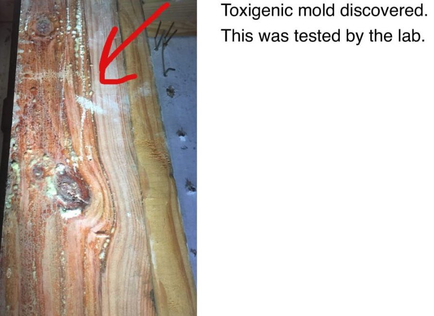 Findings page from an ESG written mold testing report